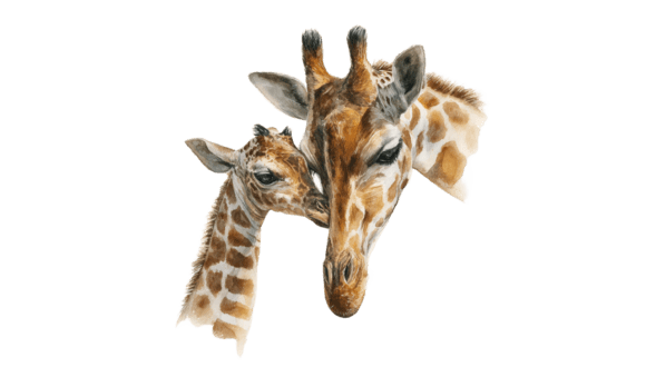 Giraffe Mom Calf Watercolor Art: Graphics & Illustrations