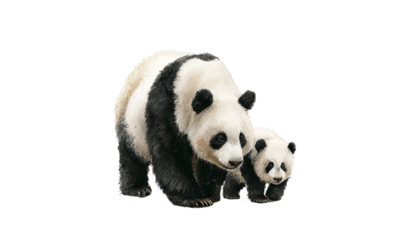 Panda Mom Cub Watercolor Art: Graphics & Illustrations